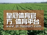 种植基地五